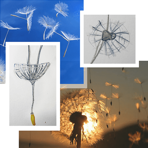 dandelion01